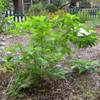 Obedient Plant